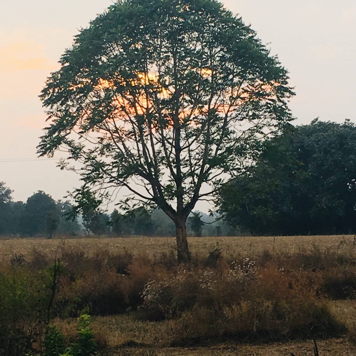 featured image - 13 Ways to Traverse a Tree: Recursion vs Iteration