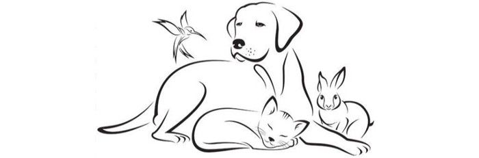 featured image - How to Classify Animal Images via a Convolutional Neural Network