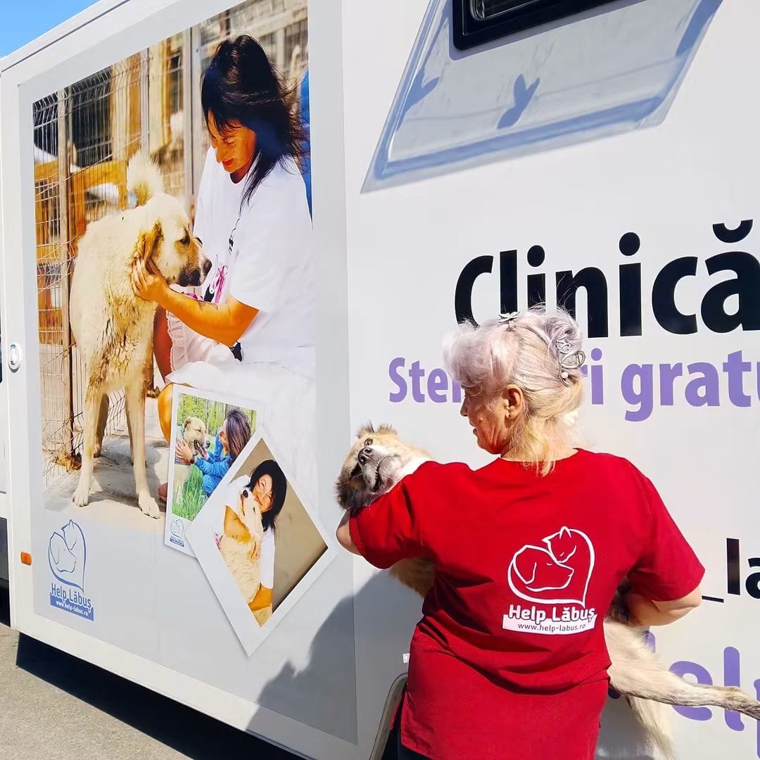Help Lăbuș sterilisation campaign in Galați County