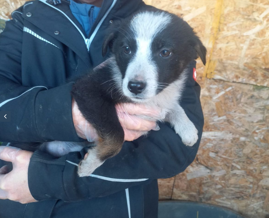 Aella, available for adoption through Help Lăbuș