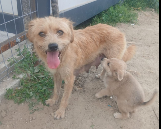 Fritzi, available for adoption through Help Lăbuș