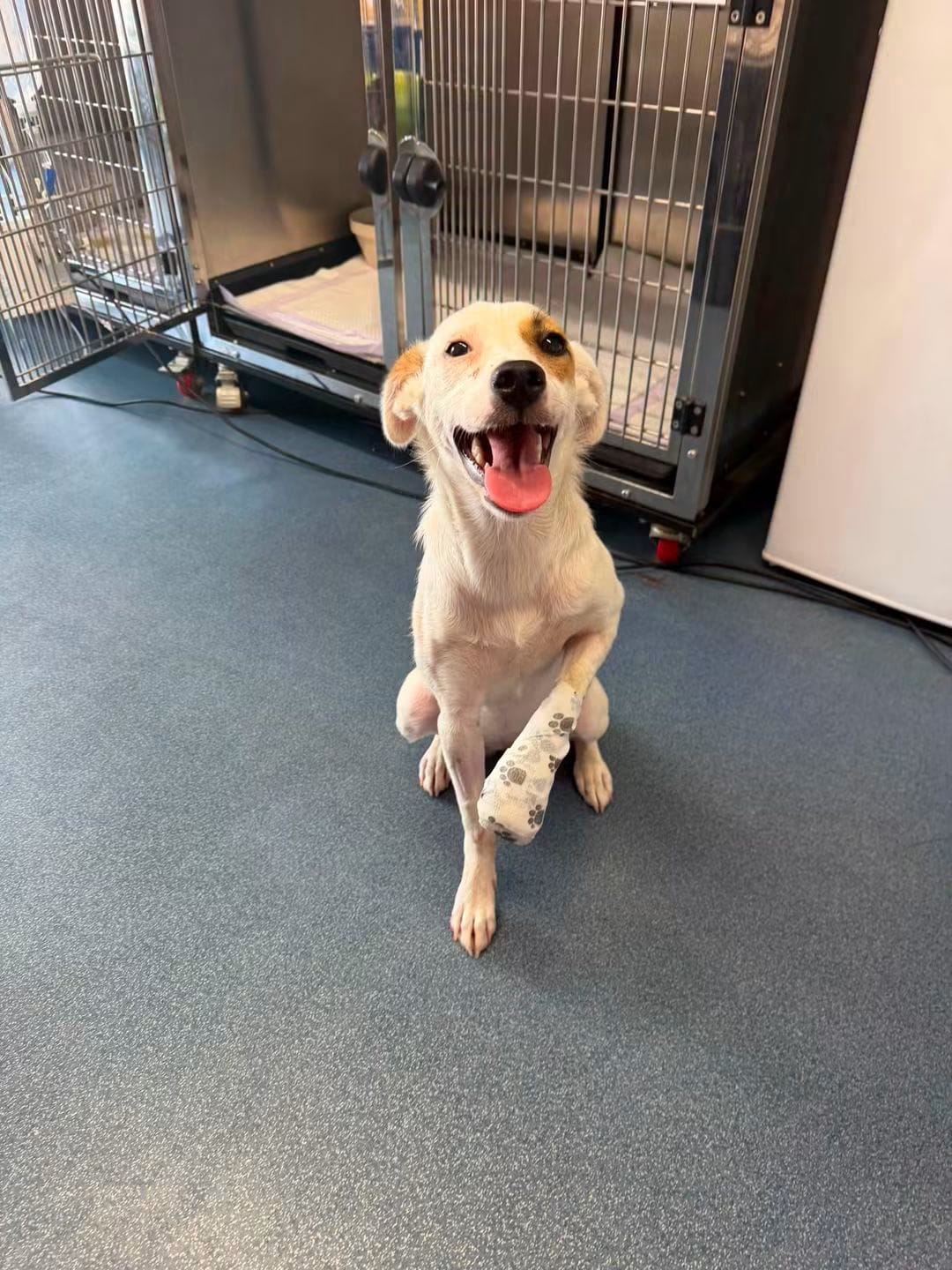 Elsa during recovery after receiving medical care
