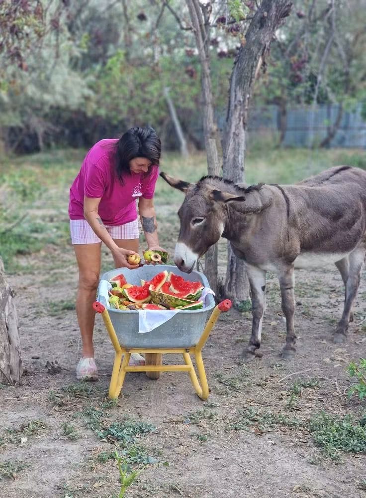 Daily animal care at Help Lăbuș
