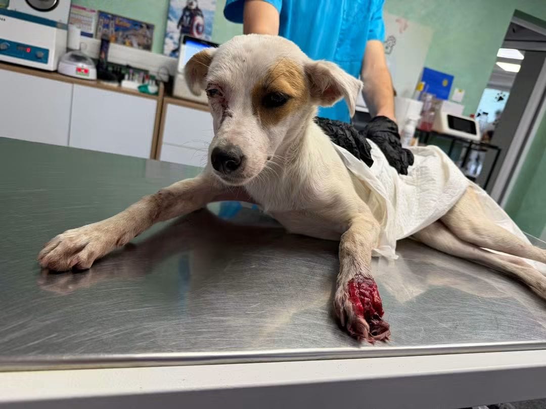 Elsa when she was found in critical condition