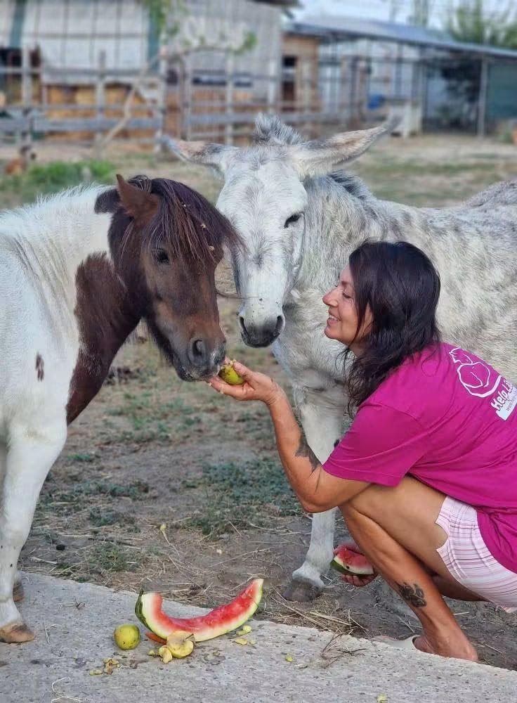 Animals cared for at the Help Lăbuș shelter