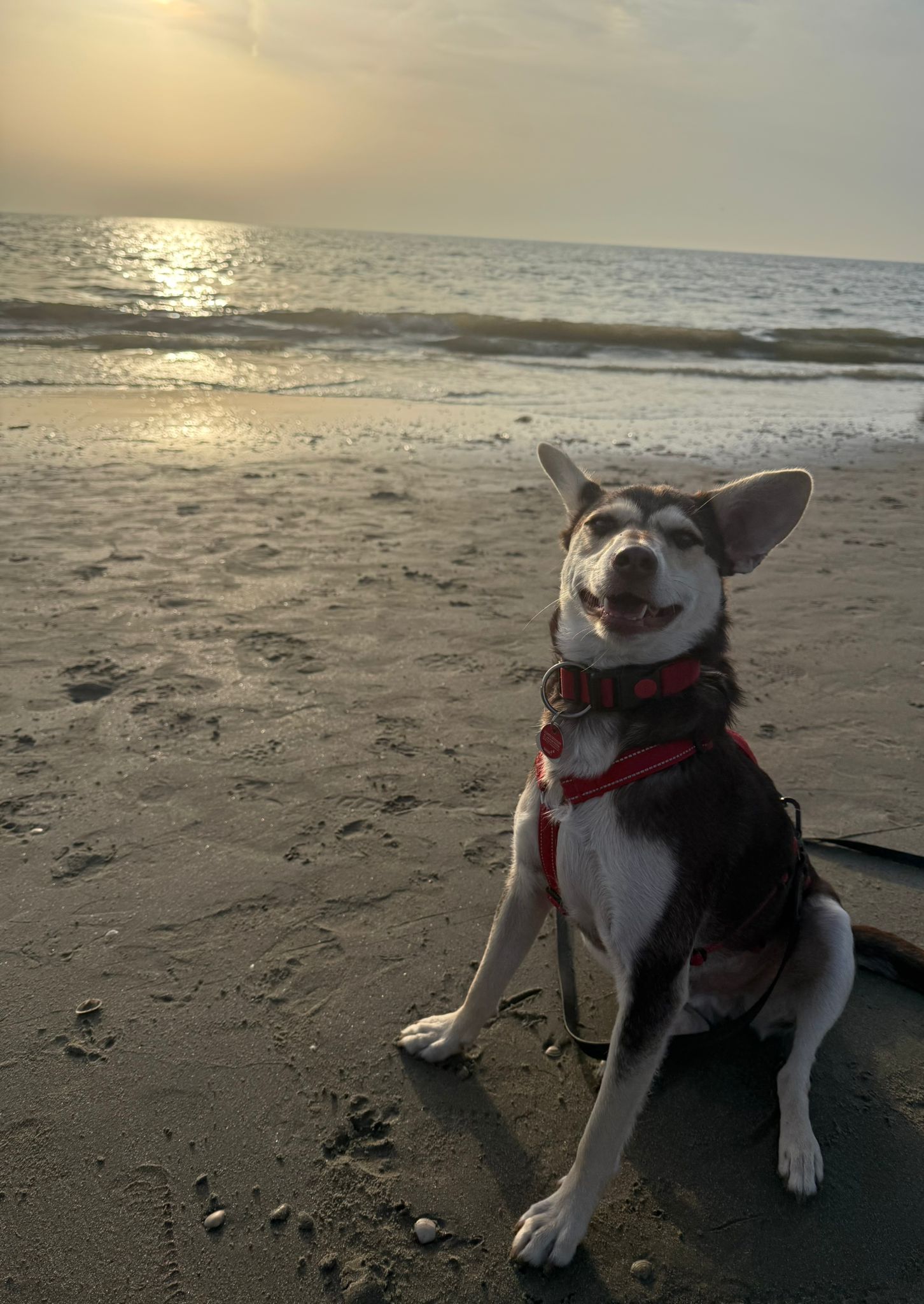 Vasilica after adoption in Germany