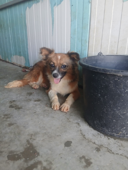 Charlotte, available for adoption through Help Lăbuș