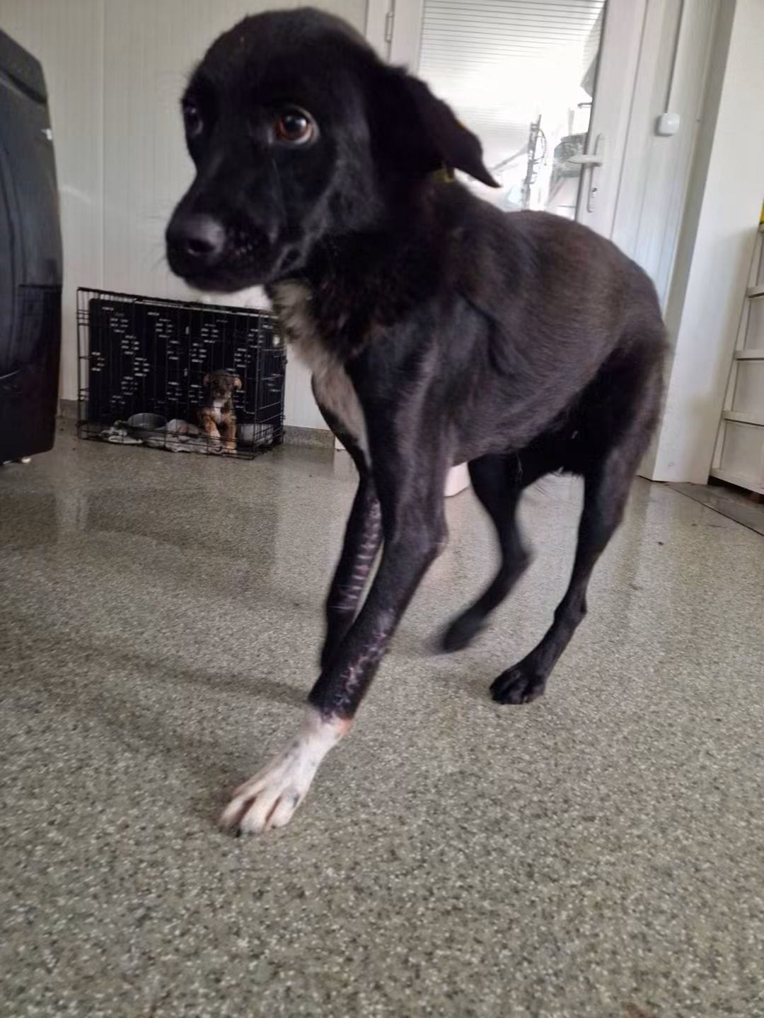 The dog from Independența before treatment