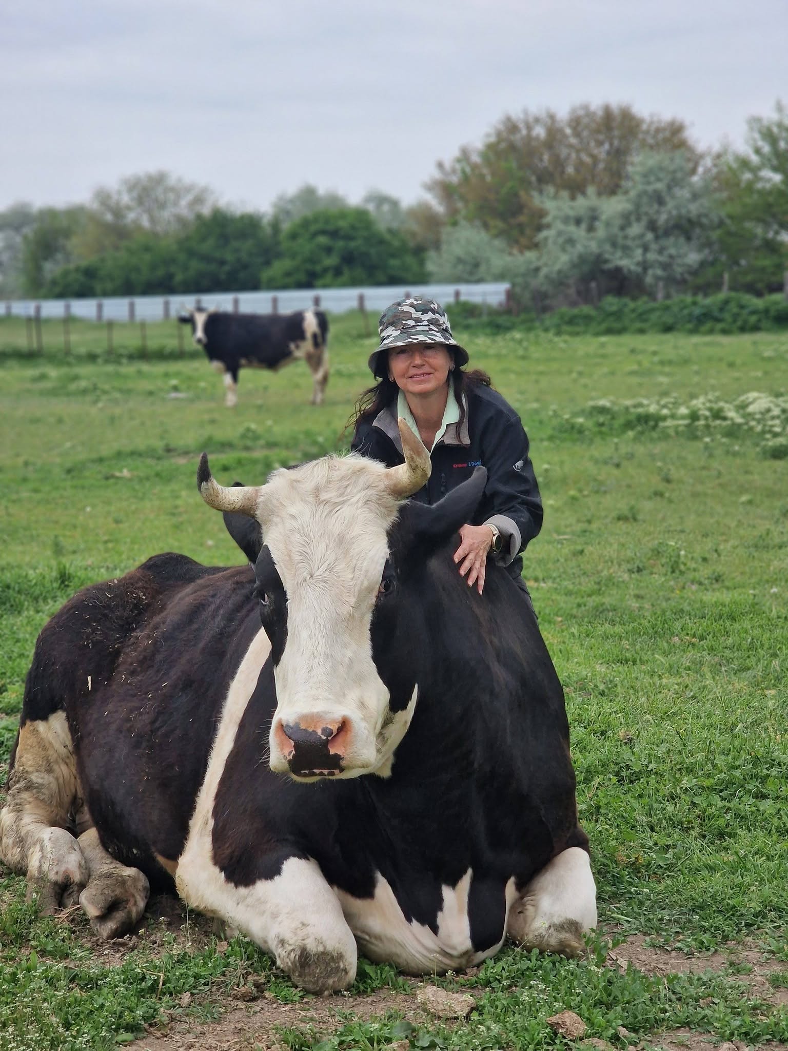 Animals receiving care at Help Lăbuș