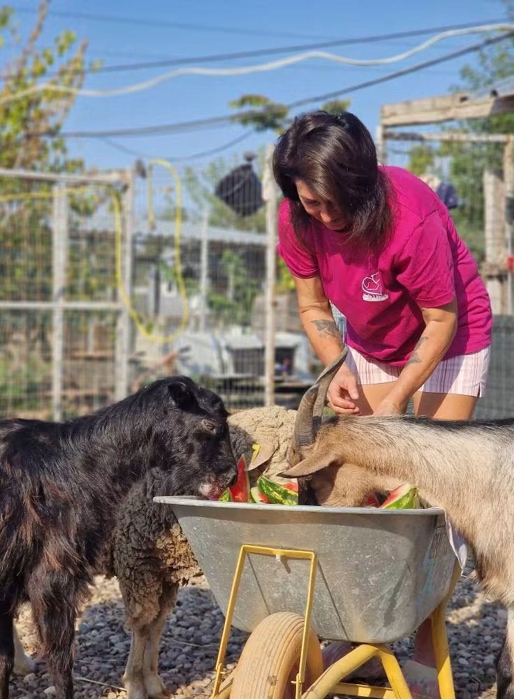 Help Lăbuș shelter activity