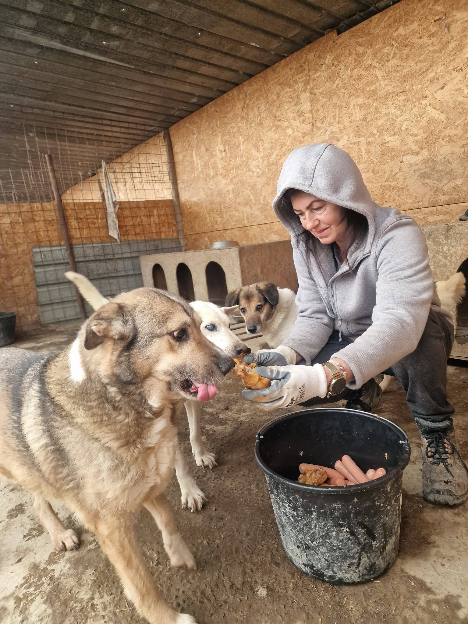 Daily activity at the Help Lăbuș shelter