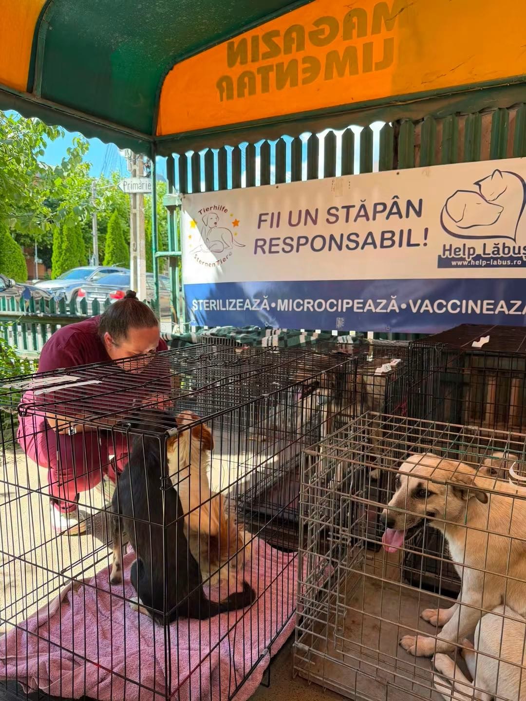 Mobile sterilisation campaign organised by Help Lăbuș