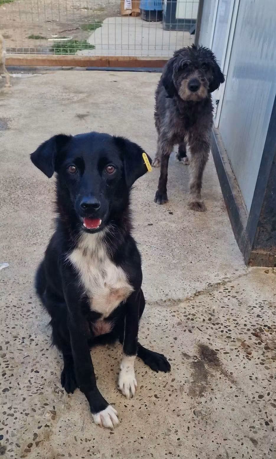 The dog from Independența during recovery