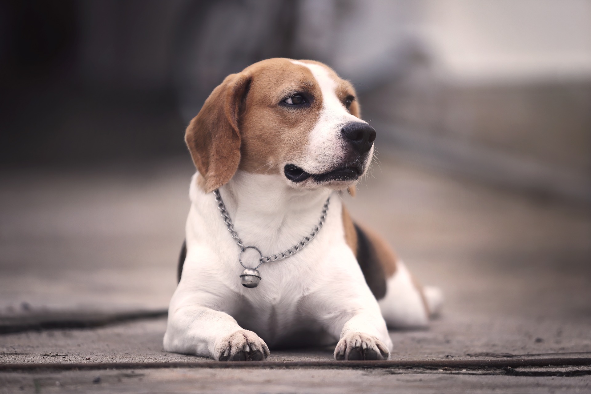 Beagle – A Curious Heart That Follows Its Nose