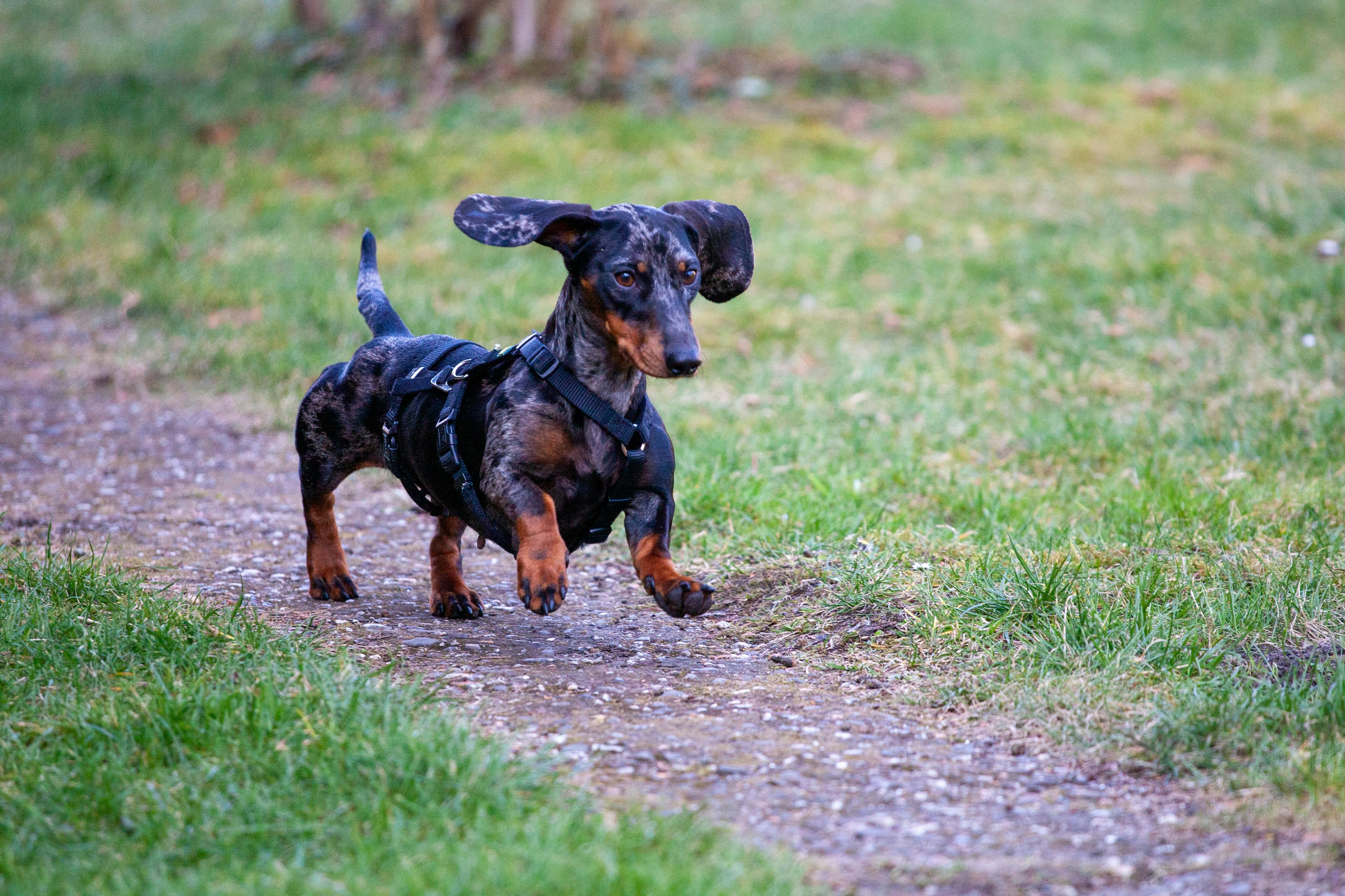 Dachshund – Small Body, Unmistakable Spirit