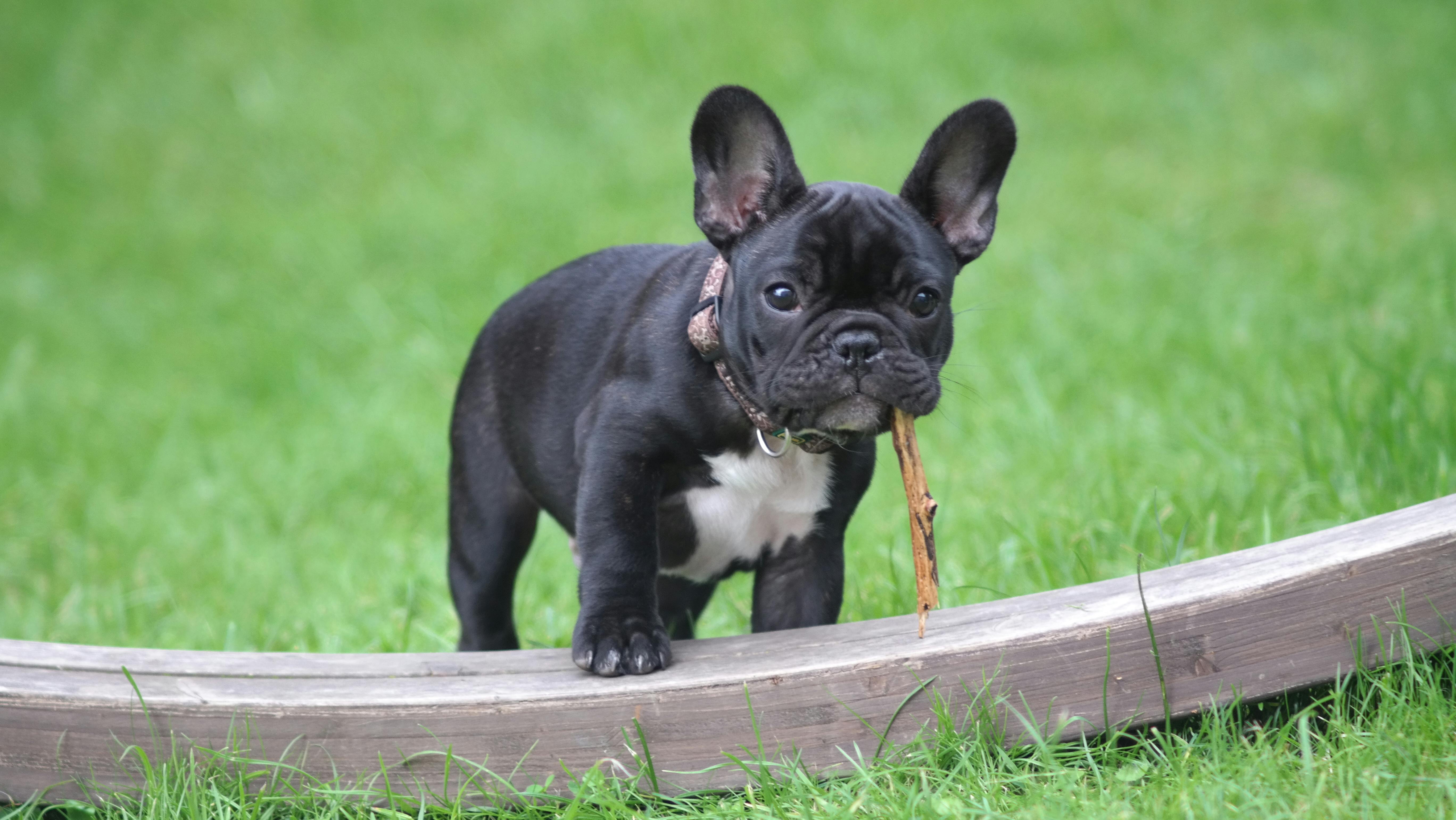 French Bulldog – A Small Dog with a Deep Need for Closeness