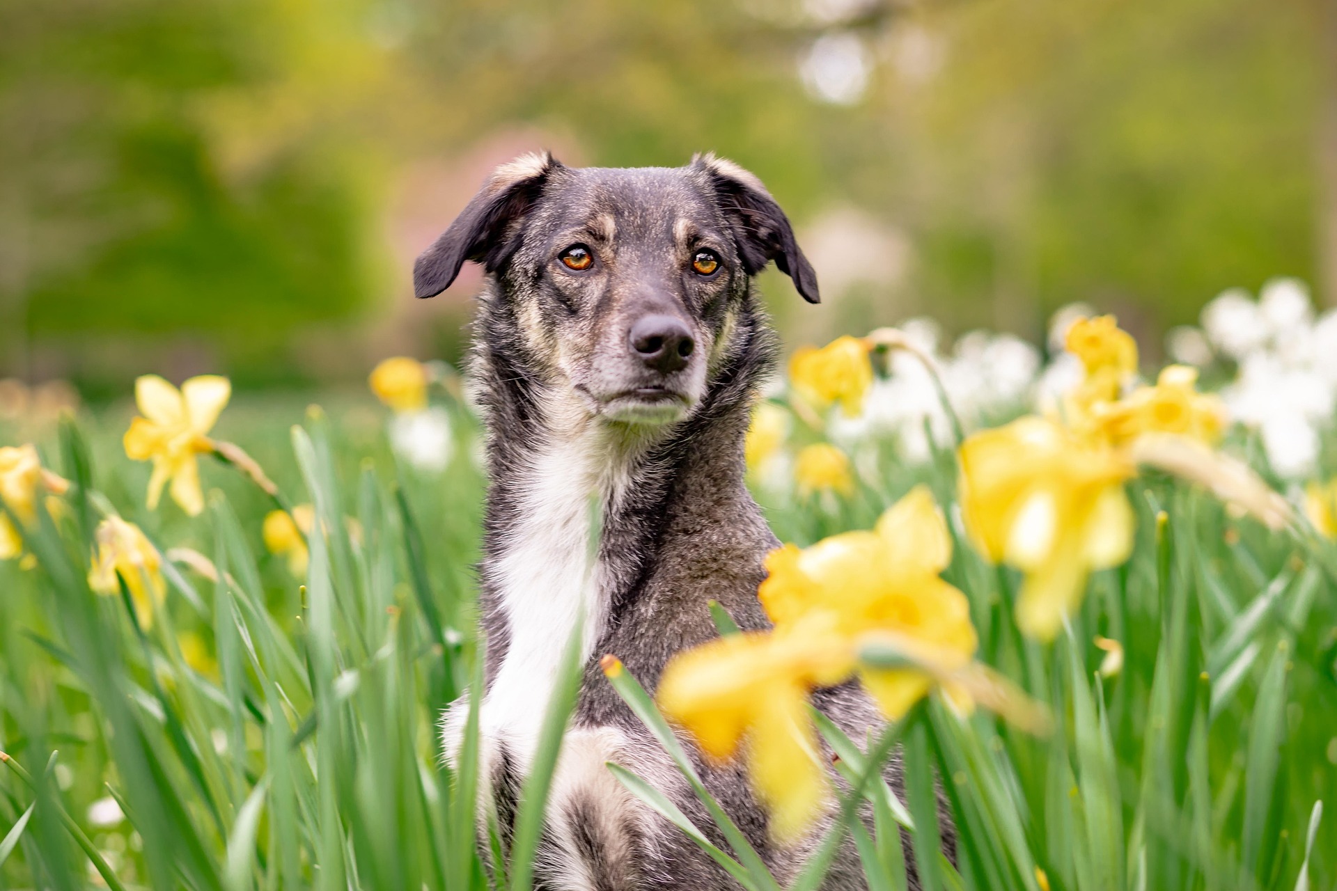 Mixed Breed – A Heart Without a Label