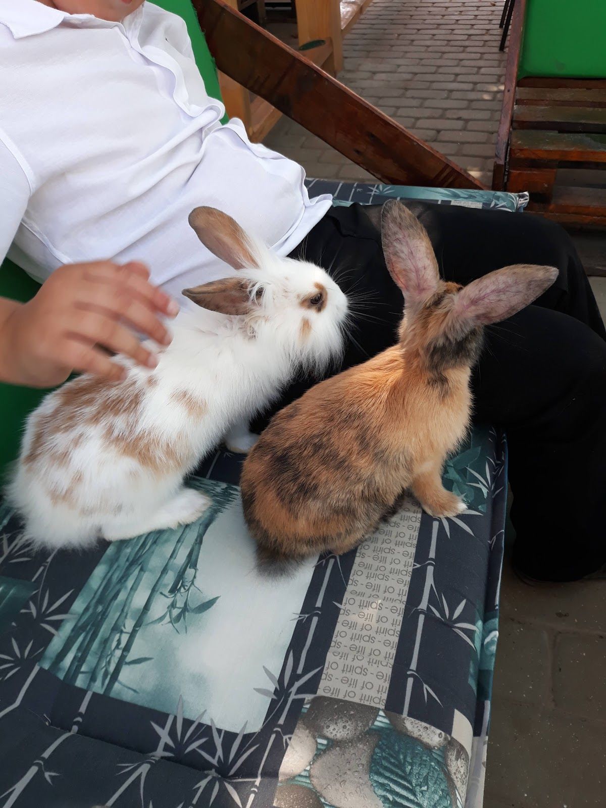 ZOOcafe photo 3
