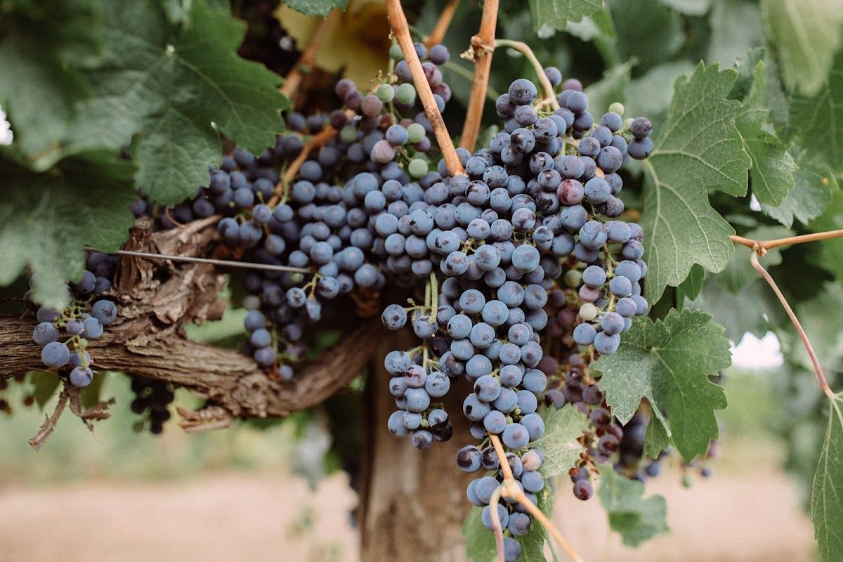 DumitrașWinery photo 3