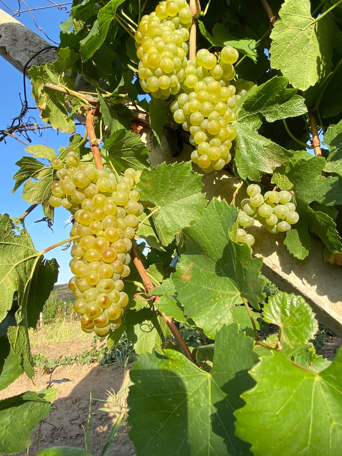 Тараклийский Винзавод photo 1