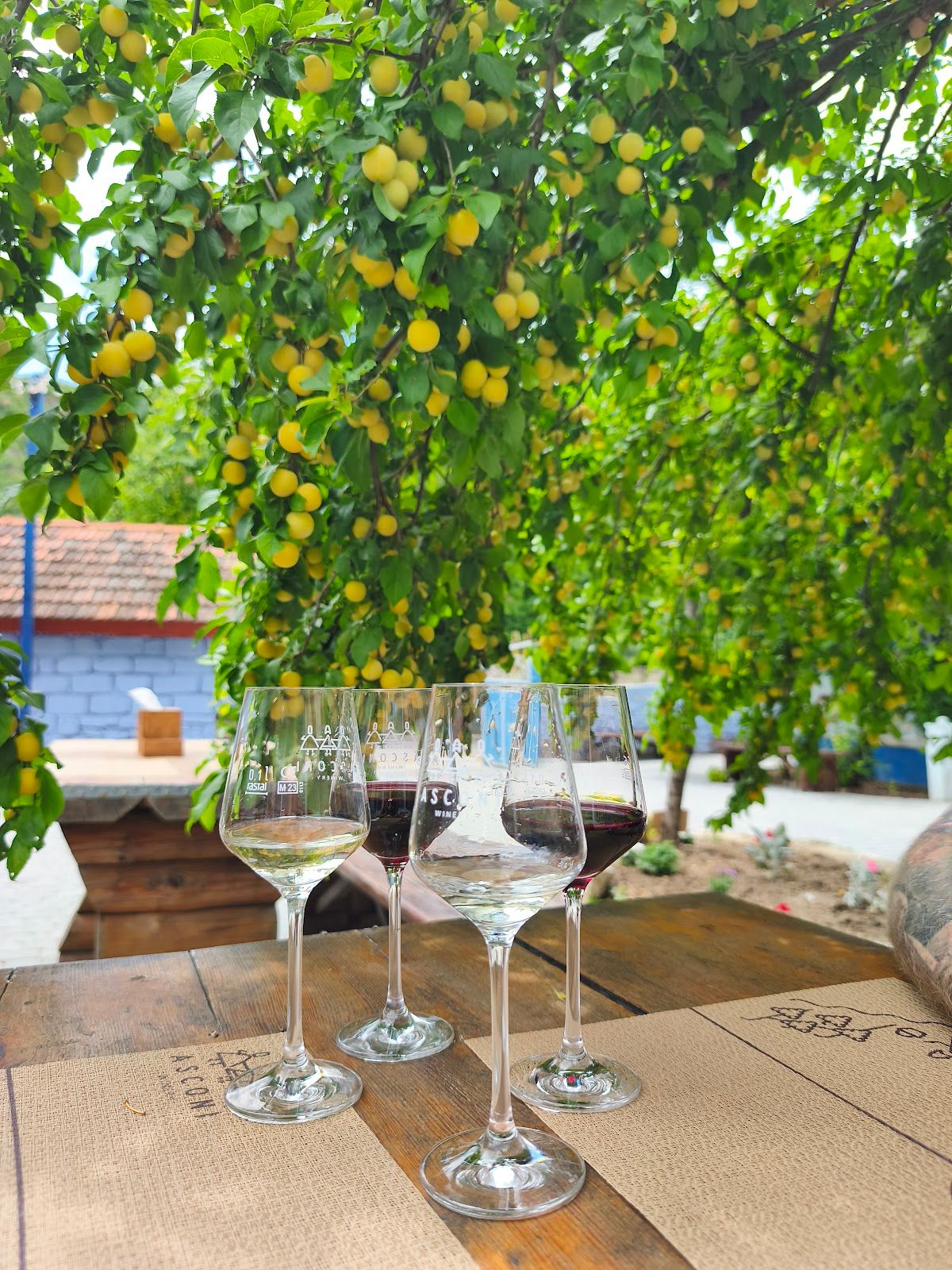 Casa Maria by Asconi Winery photo 4