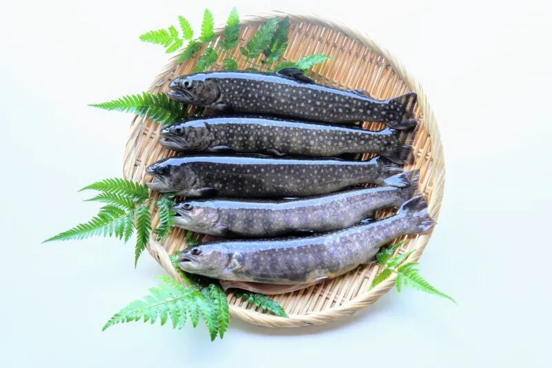 イワナ（岩魚）のベストガイド｜栄養・レシピ・釣り方・生態まで網羅