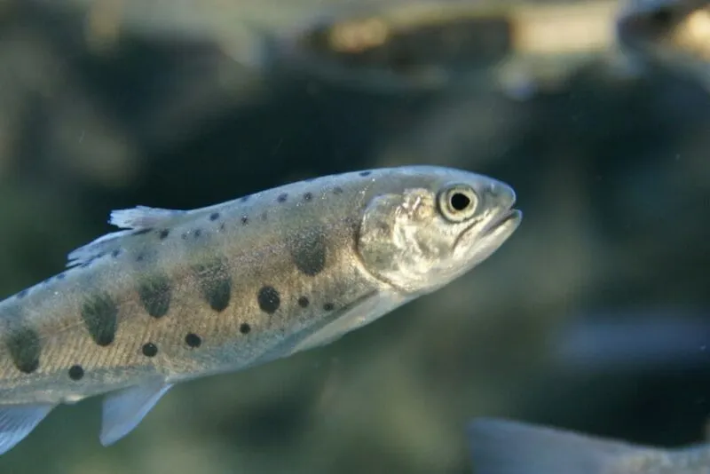 食べられる美味しい川魚リスト｜種類・特徴から安全な楽しみ方まで徹底解説！