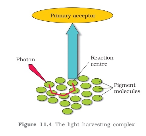 NEET question diagram
