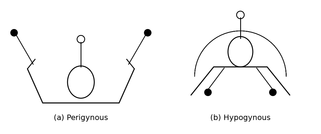 Morphology of Flowering Plants NEET PYQ diagram