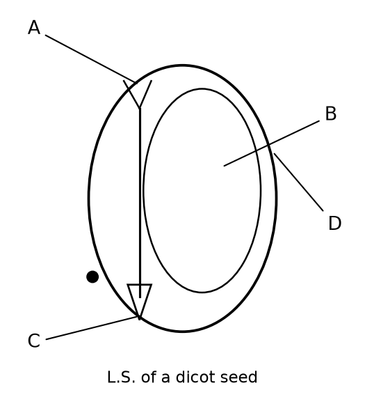 Morphology of Flowering Plants NEET PYQ diagram
