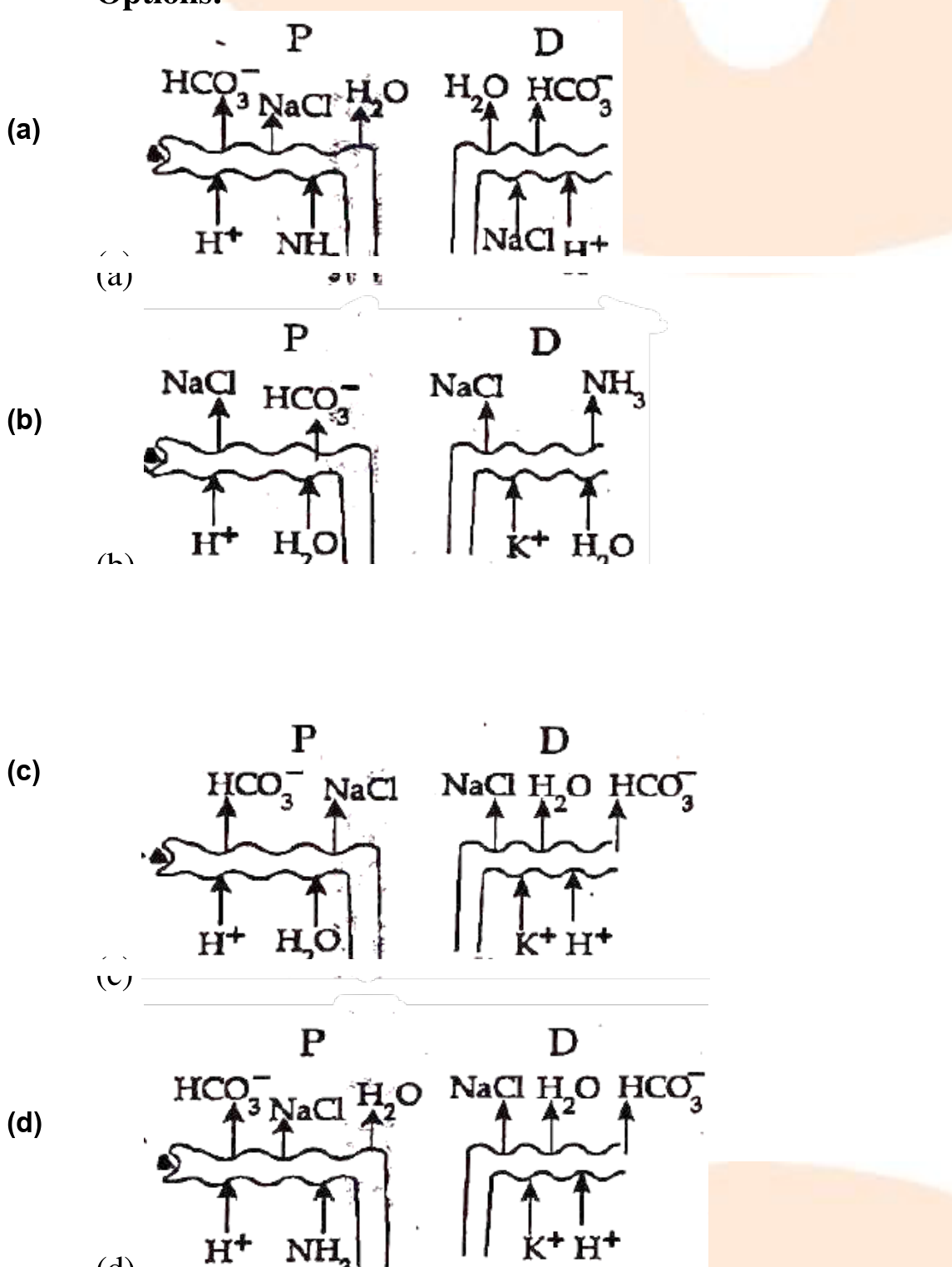 Excretory Products and Their Elimination NEET PYQ diagram