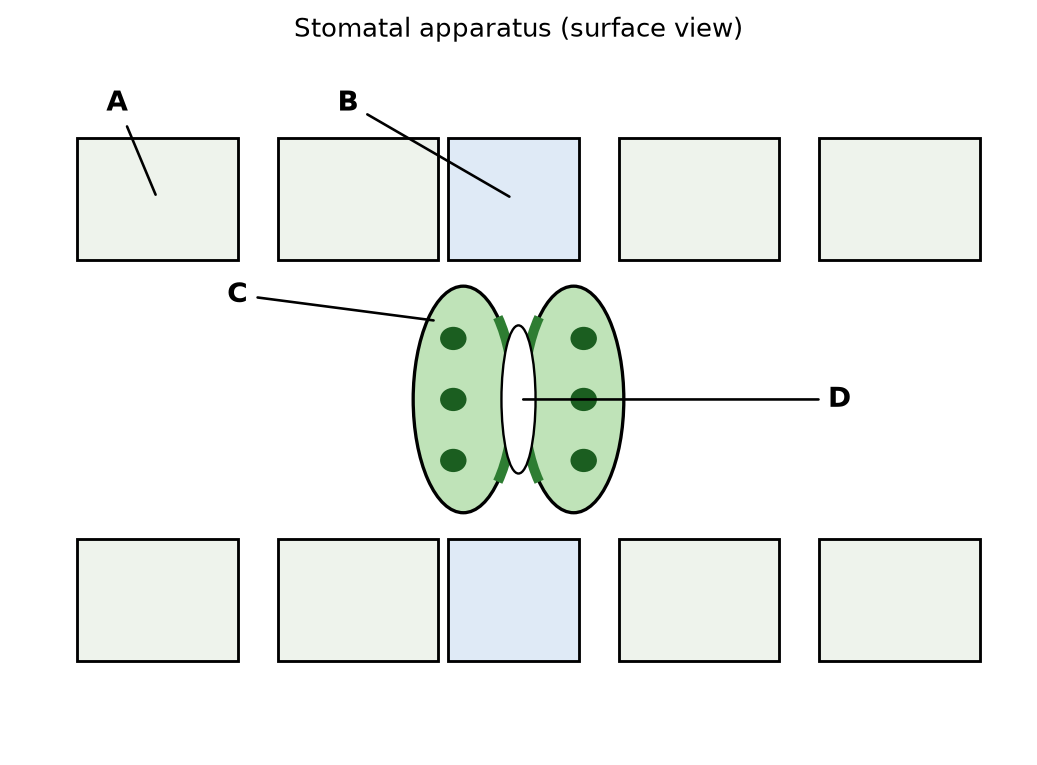 Anatomy of Flowering Plants NEET PYQ diagram