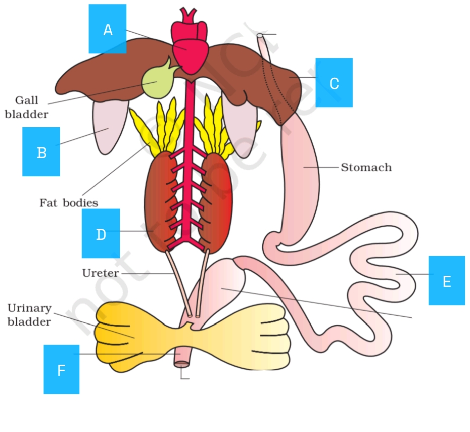 NEET question diagram