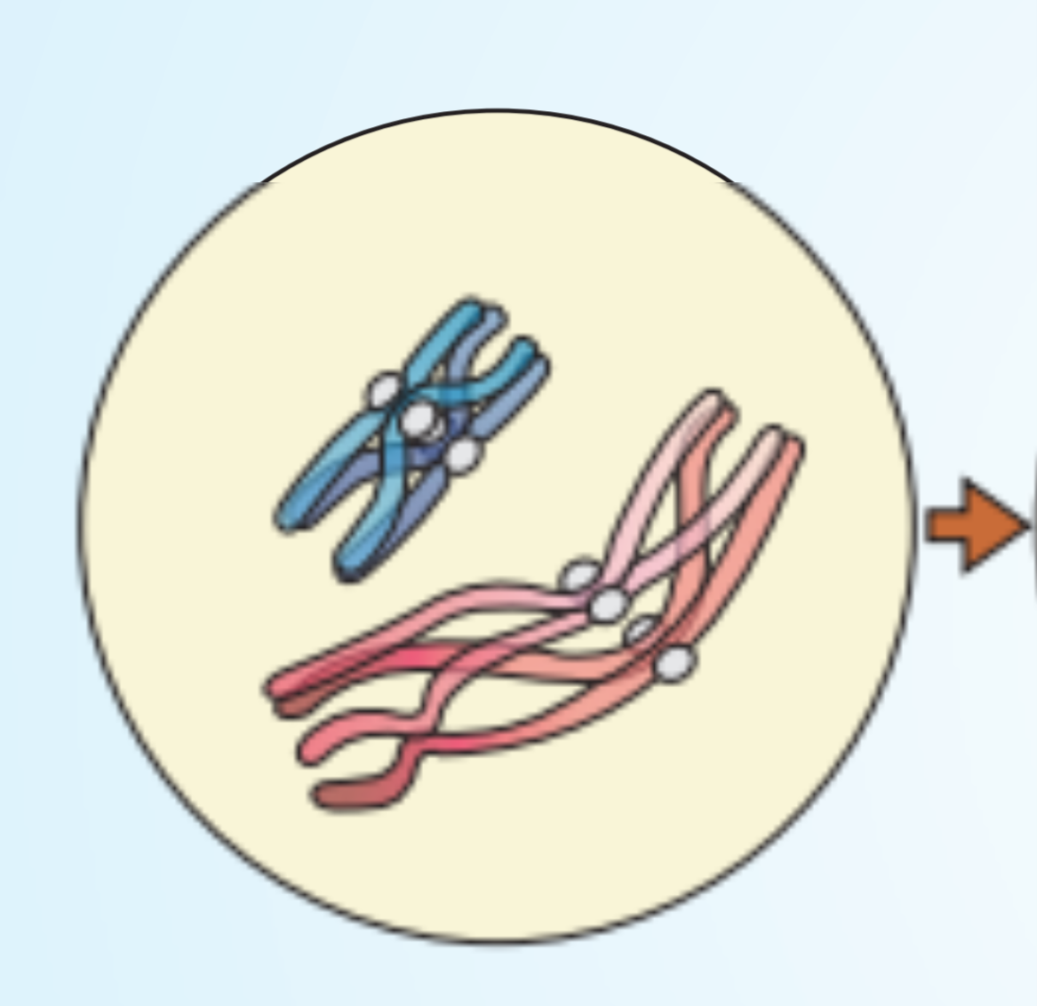 NEET question diagram