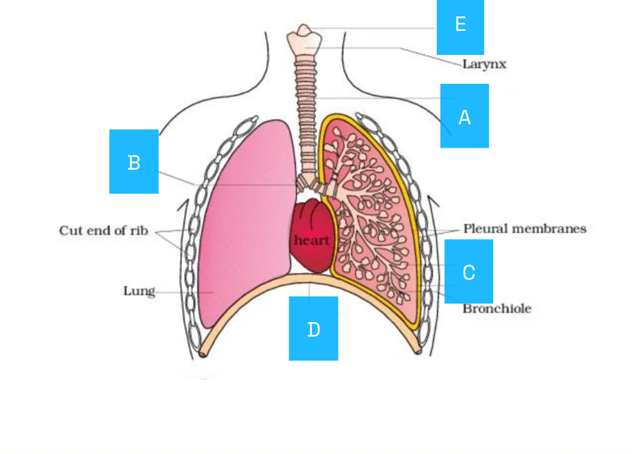 NEET question diagram