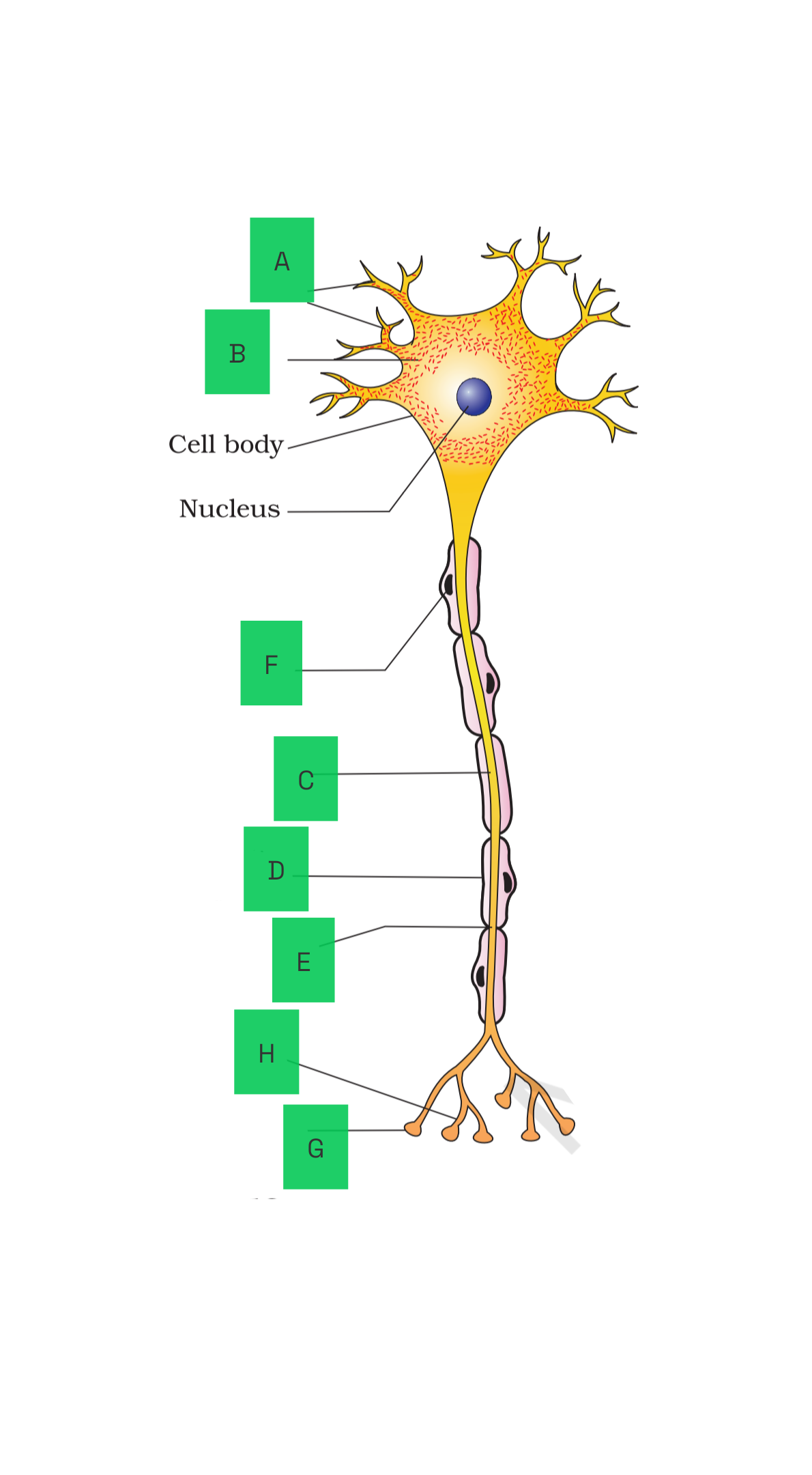 NEET question diagram