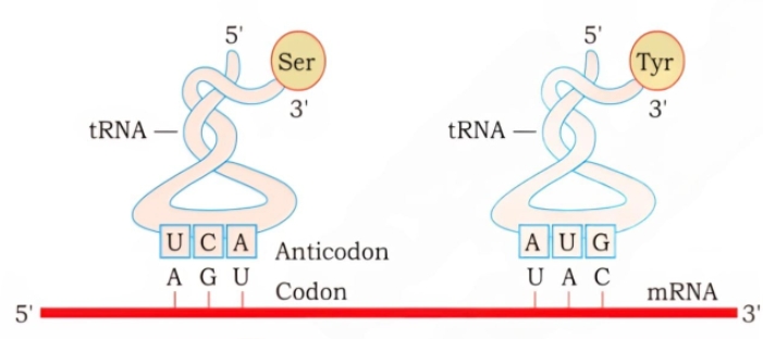 NEET question diagram