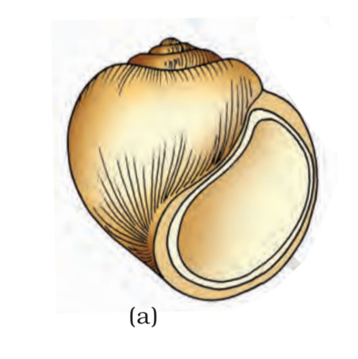 NEET question diagram
