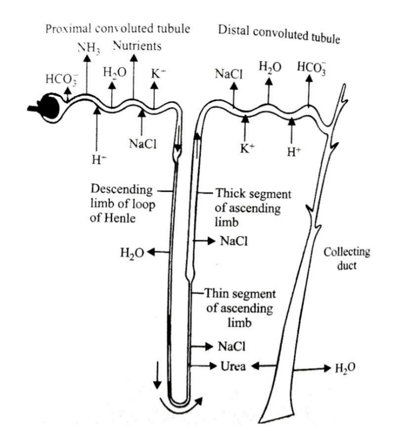 NEET question diagram