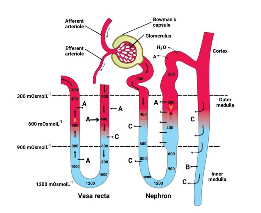 NEET question diagram