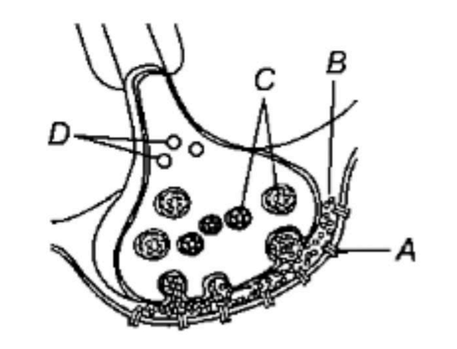 NEET question diagram