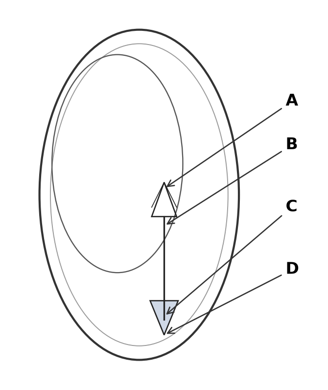 Sexual Reproduction in Flowering Plants NEET PYQ diagram