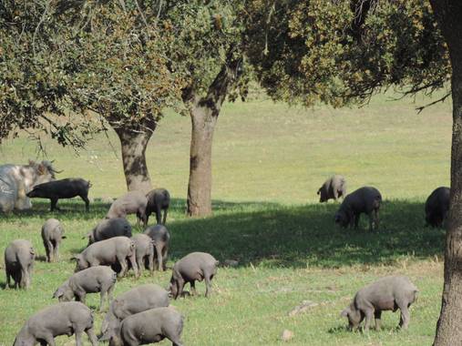 Info en Hamelin: TOUR DEL JAMON - Actividad  (Cáceres)