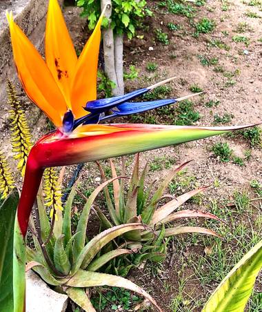 Marcbg en Hamelin: Flora  (Vinyols i els Arcs), #flora21 #strelitziareginae #beautifful #catalunya_natura 
