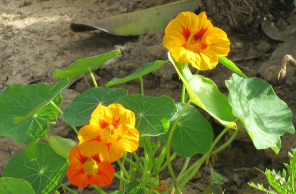 Solerantonio2 en Hamelin: Flora  (Almería), Tropaeolum majus, Planta