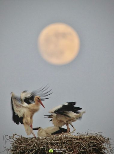 Rubén Sánchez en Hamelin: Fauna, Ciconia ciconia (Linnaeus, 1758), #cigueña #cigueñablanca #ciconiaciconia #caceres #extremadura #turismo #nature #aves #b...