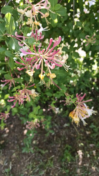 Imasanmar en Hamelin: Flora  (Lérida), Lonicera etrusca, #flor