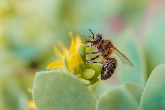 Elenagil.ph en Hamelin: Fauna  (Mijas), #abeja #abejas #insectos #naturaleza #bichos #insectos #ecosistema 