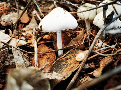 Rincon.ache en Hamelin: Observación  (Alfauir), Vida en la hojarasca.. #flora#fauna#hojarasca#hongos#otoño#florecer#vivir