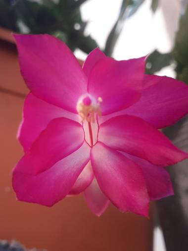 Candelamy30 en Hamelin: Flora  (Dr Manuel Belgrano), Schlumbergera truncata, #flora21 hermosa flor de cactus de navidad #flora2021 